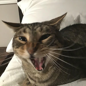 Meet your Posher, Eloise